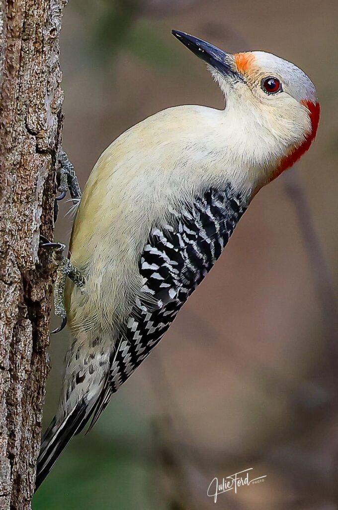 Woodpecker in Hopkinton, MA