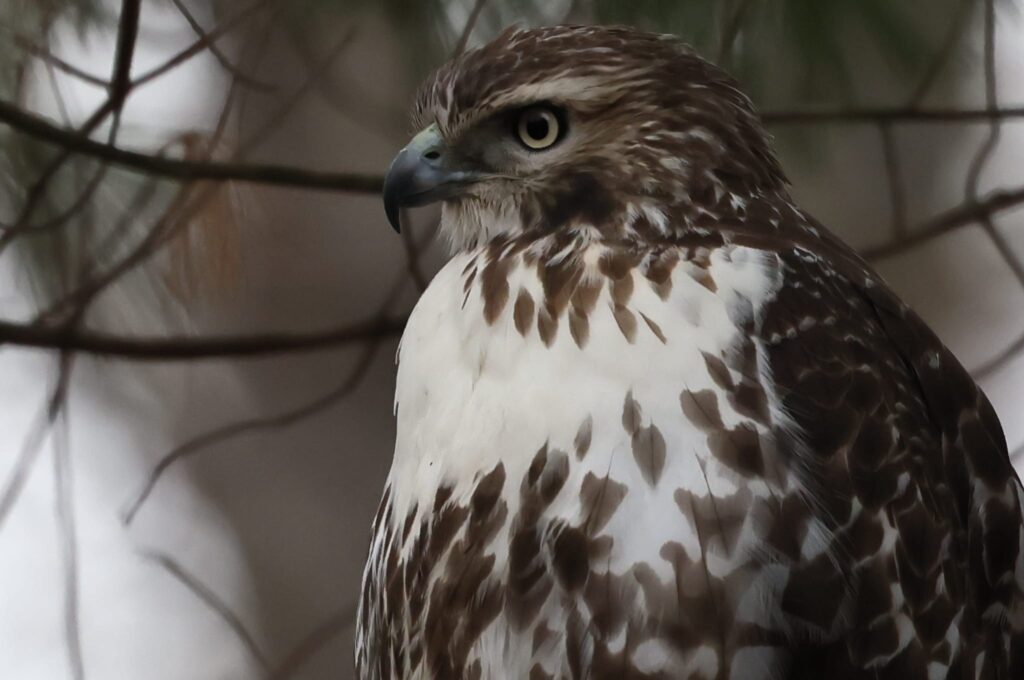 Red-tailed Hawk in Hopkinton
