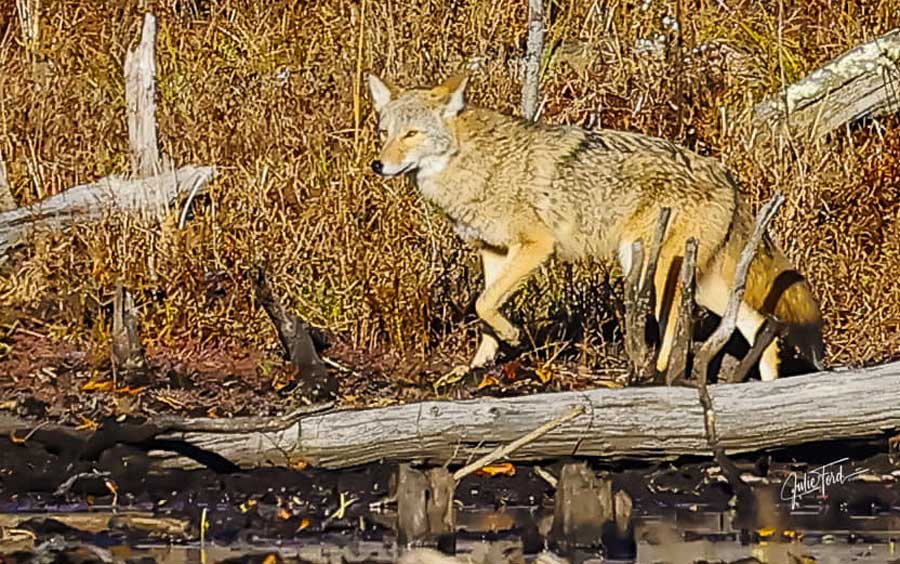 Eastern Coyote Hopkinton