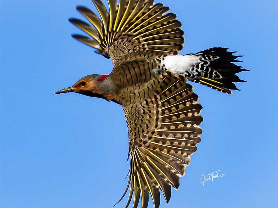 Northern Flicker in-flight