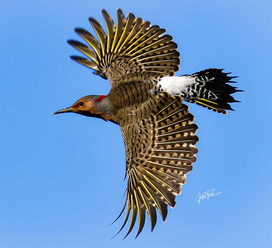 Flicker
