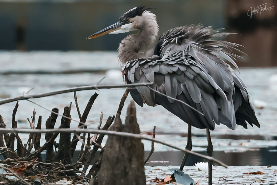 Great Blue Heron