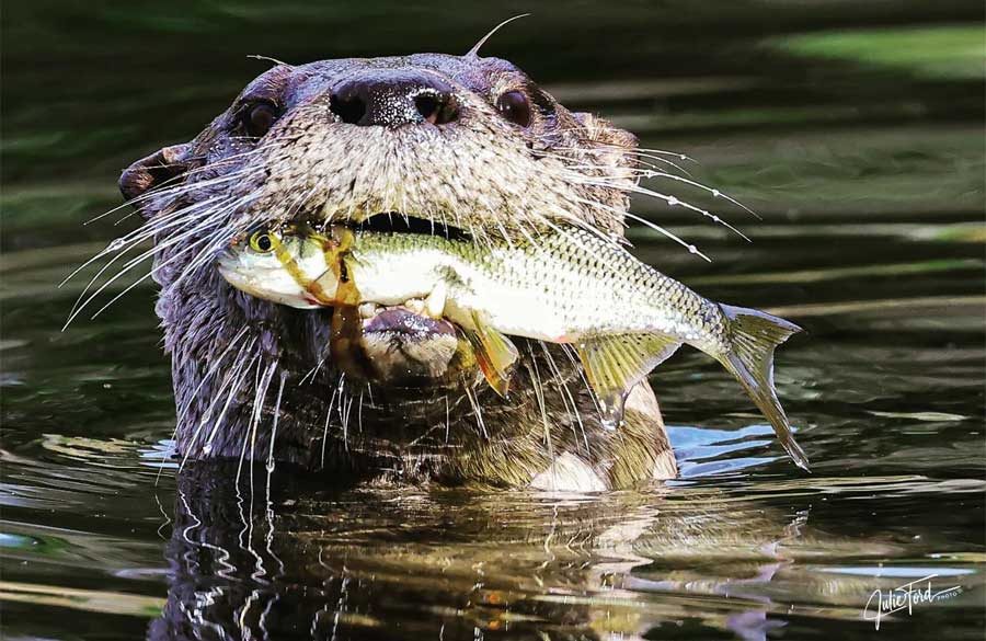 River Otter with a Golden Shiner