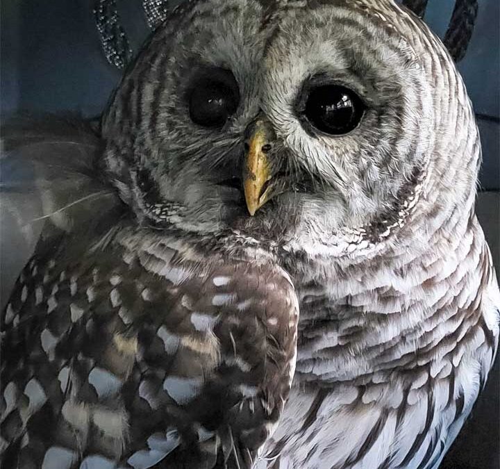 Barred Owl Rescued from Roadside