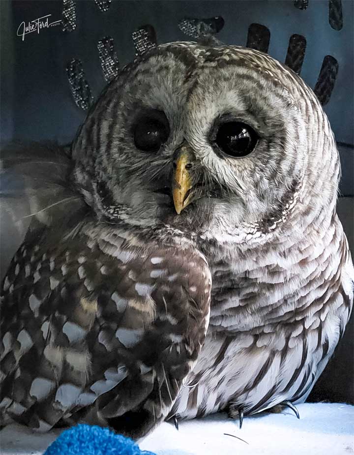 Barred Owl