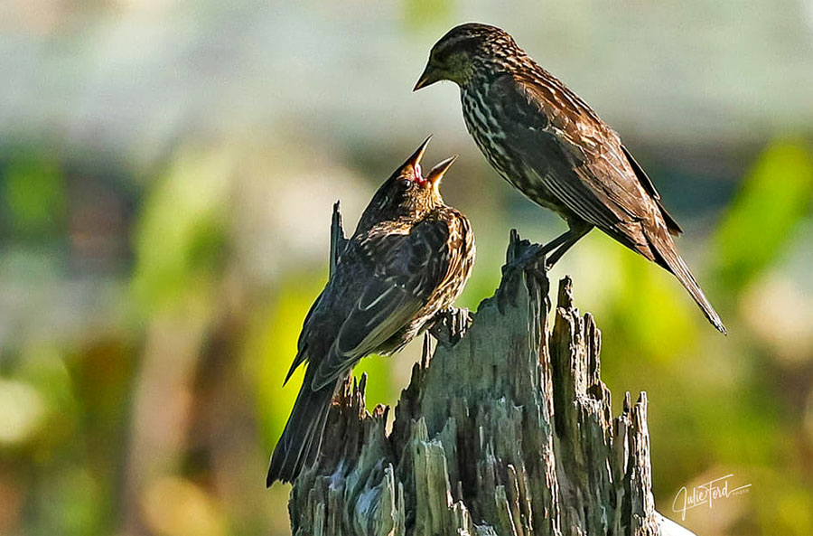 Dispatch from Julie: Red-winged Blackbirds