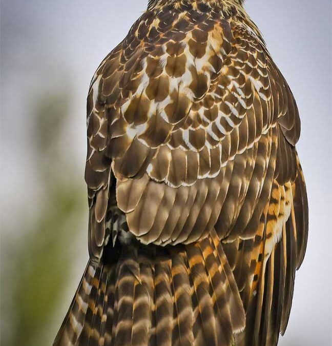 Red Shouldered Hawk seen in Hopkinton