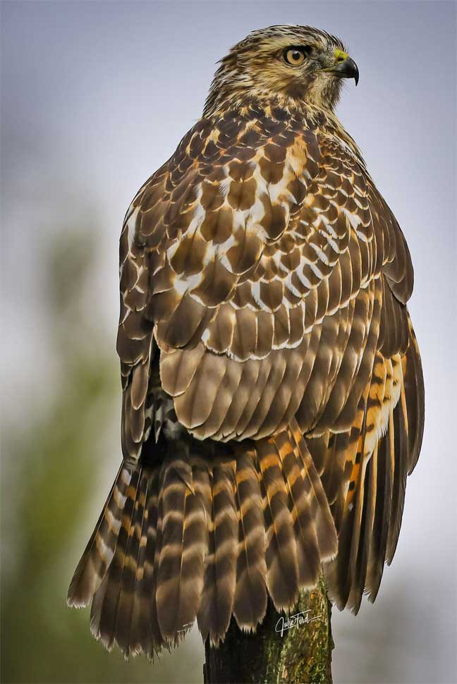 Red Shouldered Hawk