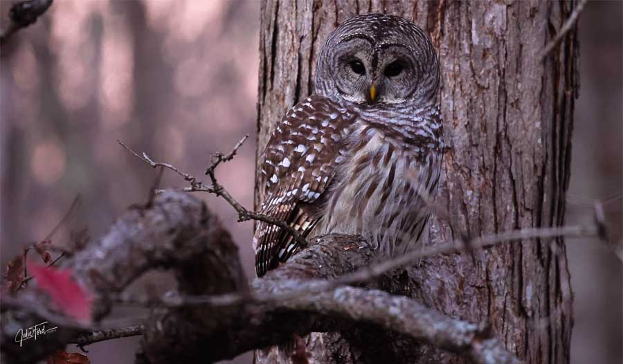 A barred owl in Hopkinton