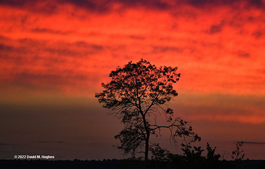 A lone tree in the sunrise