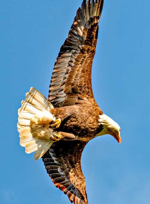 American Bald Eagle soars overhead