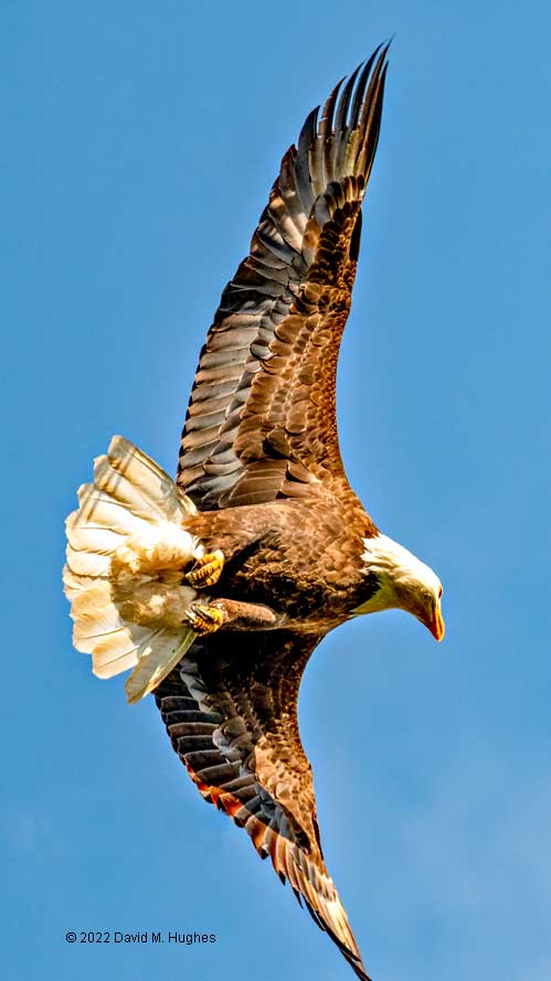 American Bald Eagle