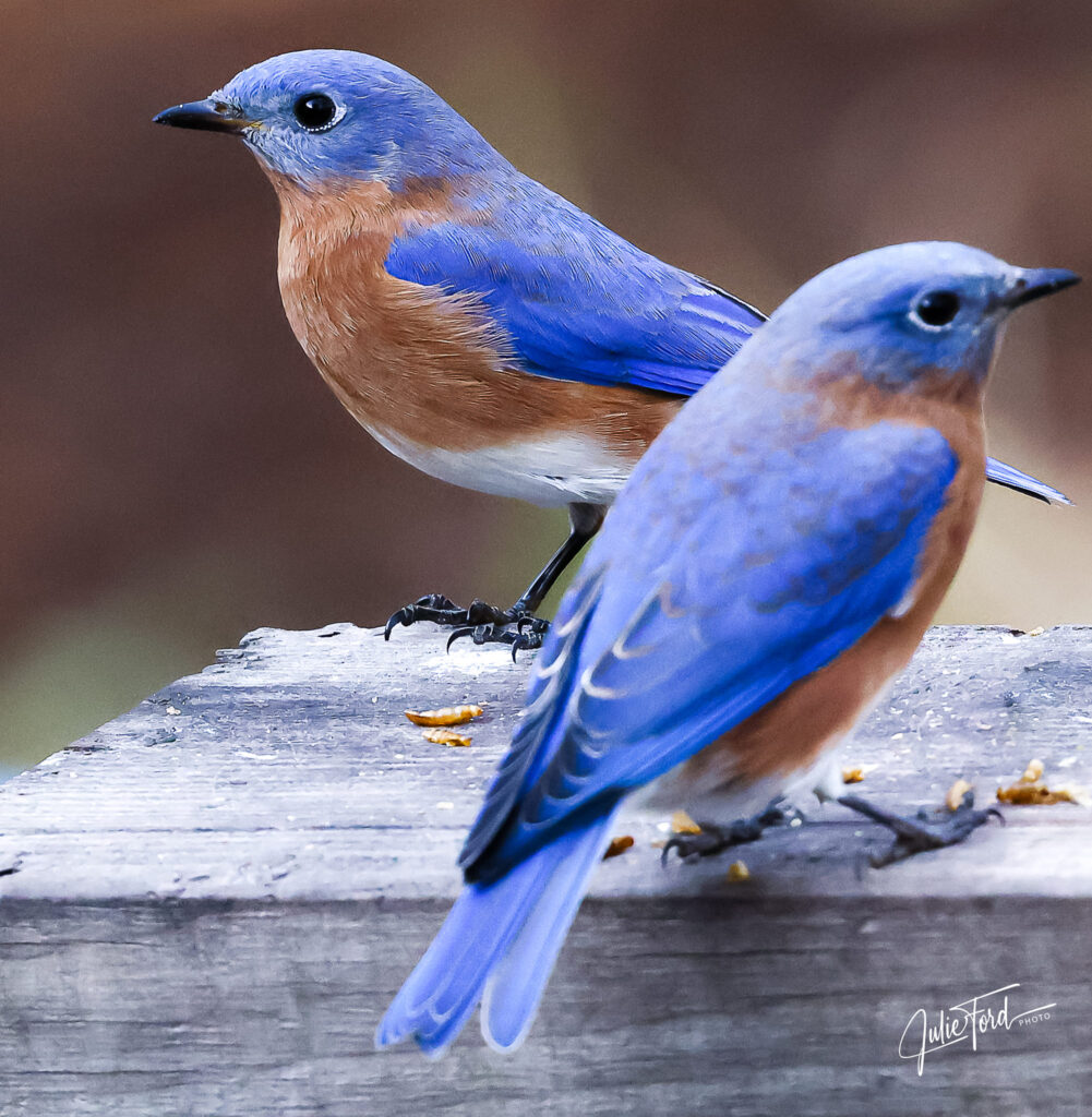 Bluebirds photographed by Julie Ford