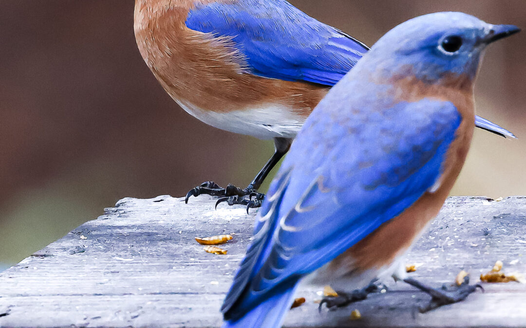 Dispatch from Julie: Layers of Blues