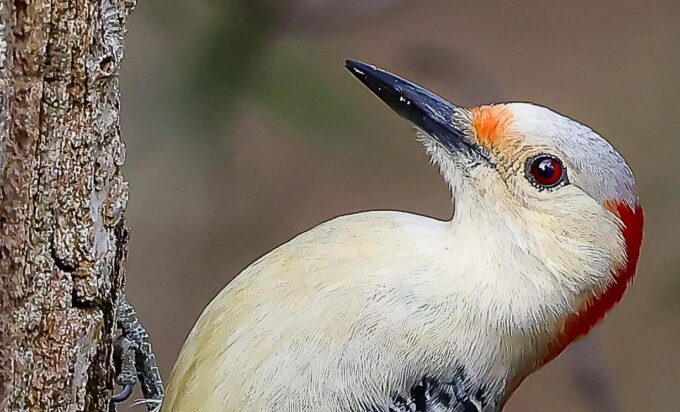 Woodpecker in Hopkinton, MA