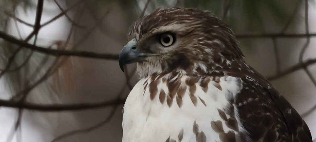 Red-tailed Hawk in Hopkinton