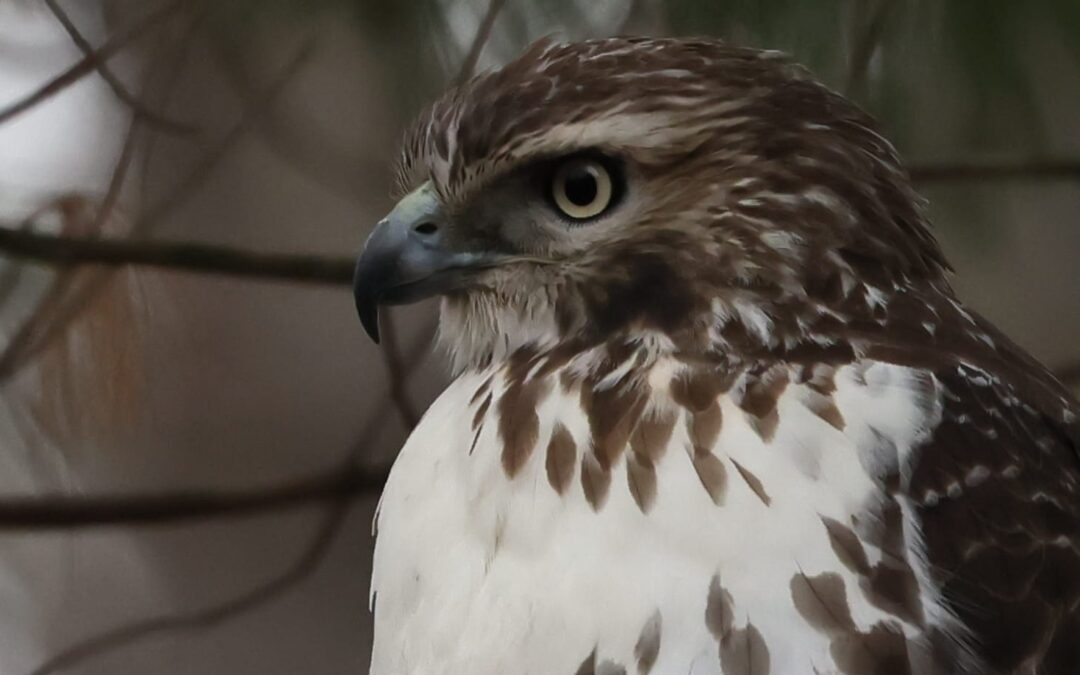 Dispatch from Julie: Red-tailed Hawk Dies by Gunshot