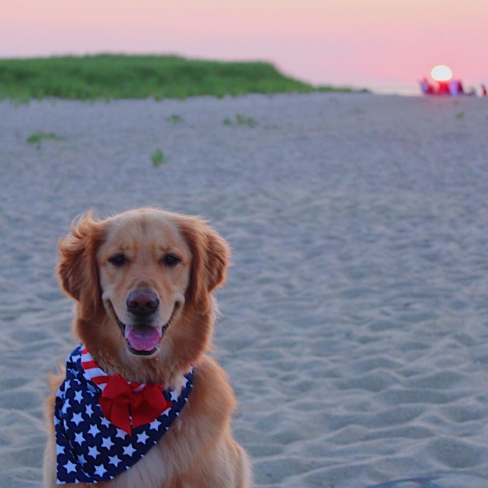 Lily the Golden Retriever