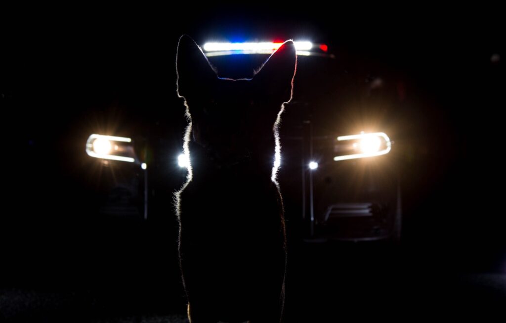 K9 on the night shift