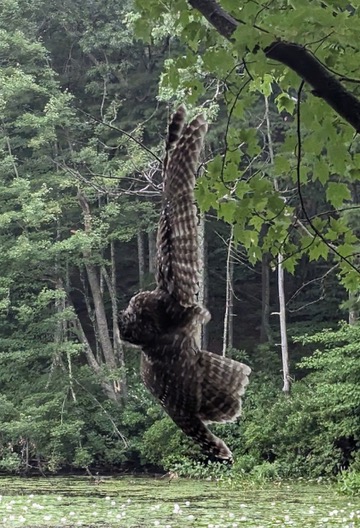Heartbreaking photo of barred owl ensnared in fishing line by Lake Whitehall in Hopkinton MA