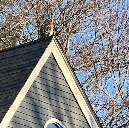 Hopkinton MA Bird