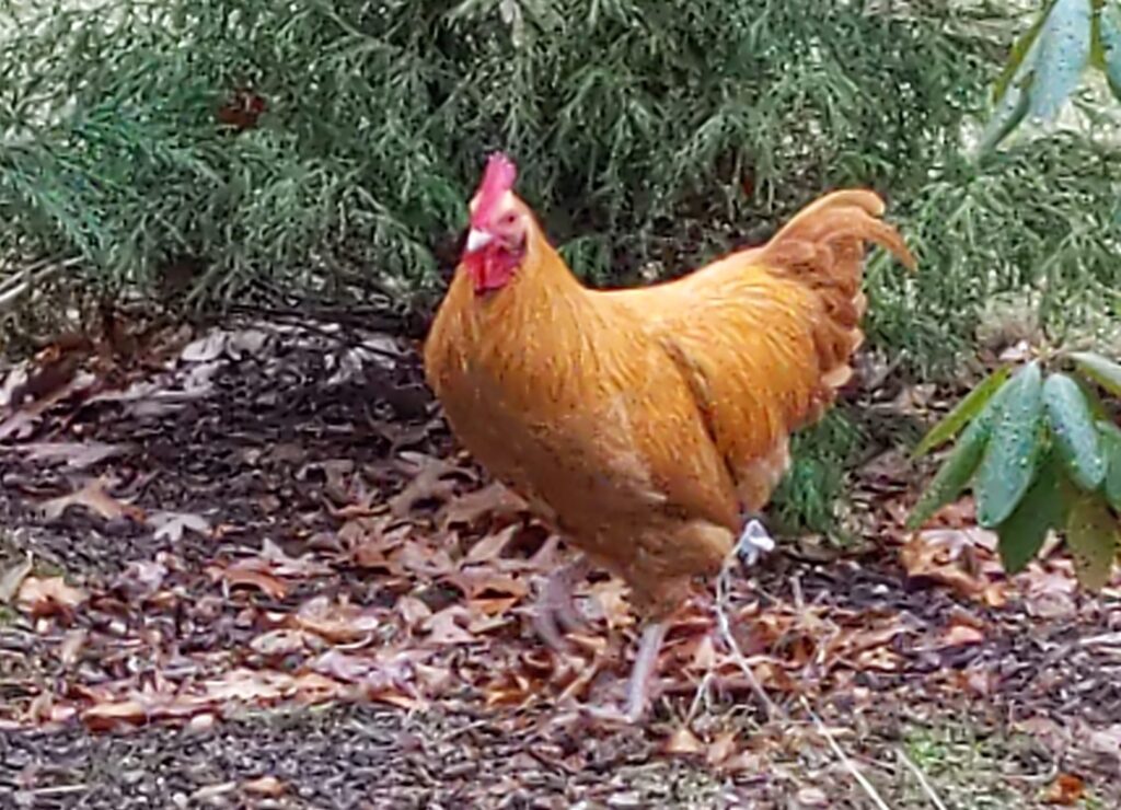 Lost Rooster near 46 Frankland Rd, Hopkinton