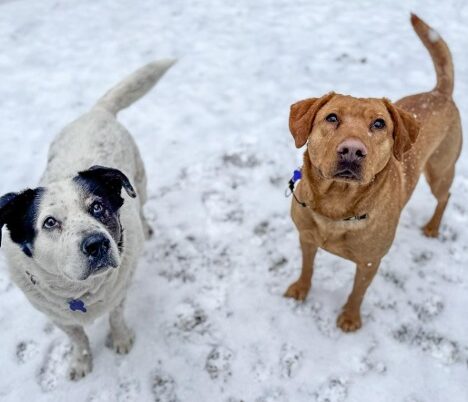 UPDATE: Walter & Nicholas: A Tale (Tail) of Two Dogs