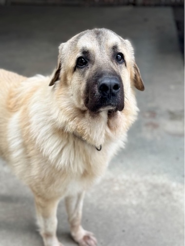 Frank at Baypath animal shelter in Hopkinton, MA