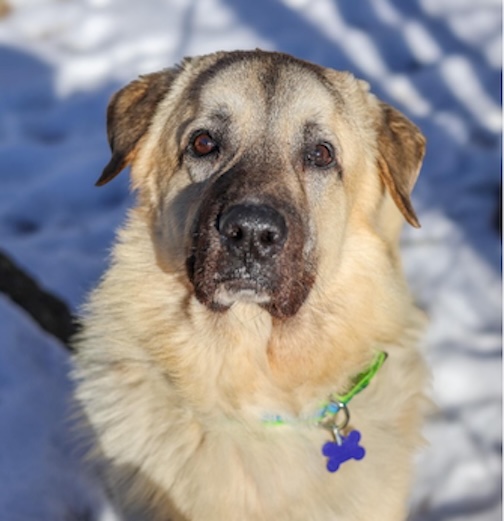 Frank of baypath shelter