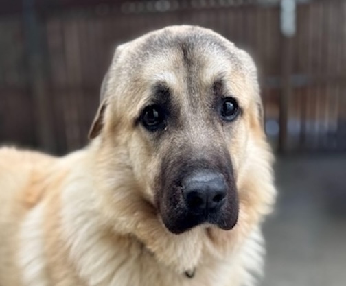 Frank at Baypath Animal Shelter, Hopkinton, MA