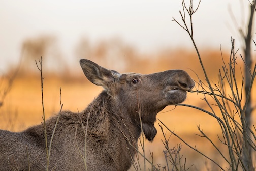 Moose