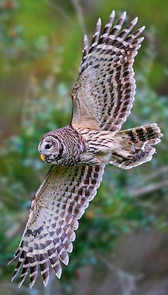Barred Owl in flight