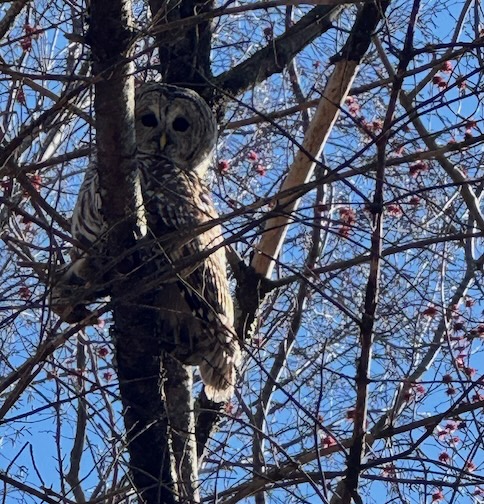 Owl in Tree