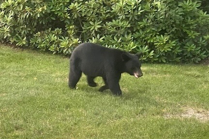 Black Bear on Dicarlo Rd