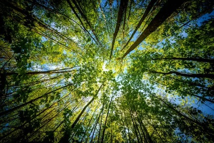 treetops