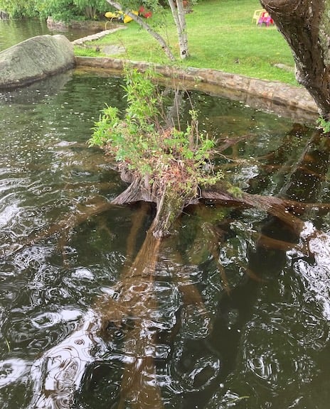 Tree stump partially submerged in the lake.