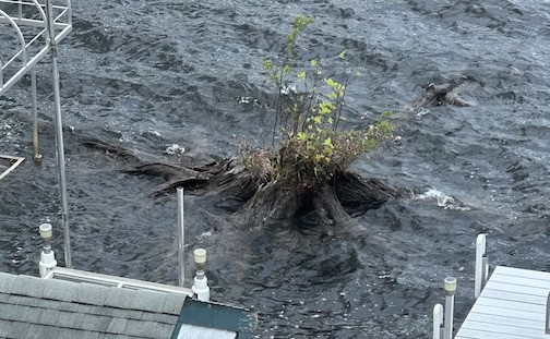 tree stump in lake