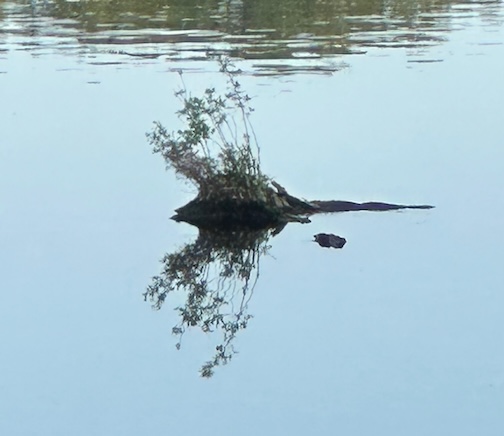 Tree Stump floating in Lake Maspenock