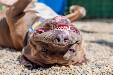 dog laying upside down