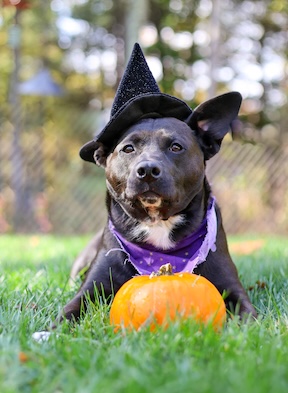 dog wearing a witches hat next to a pumpkin