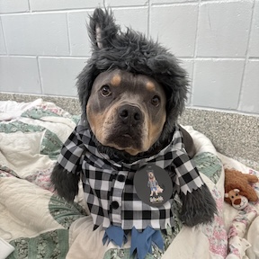 Dog in a Halloween costume