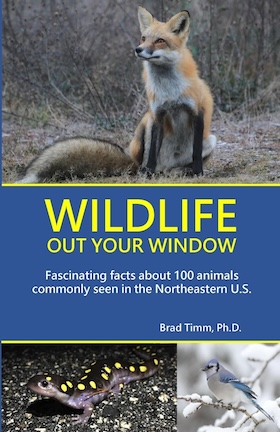 "Wildlife Out Your Window" book cover