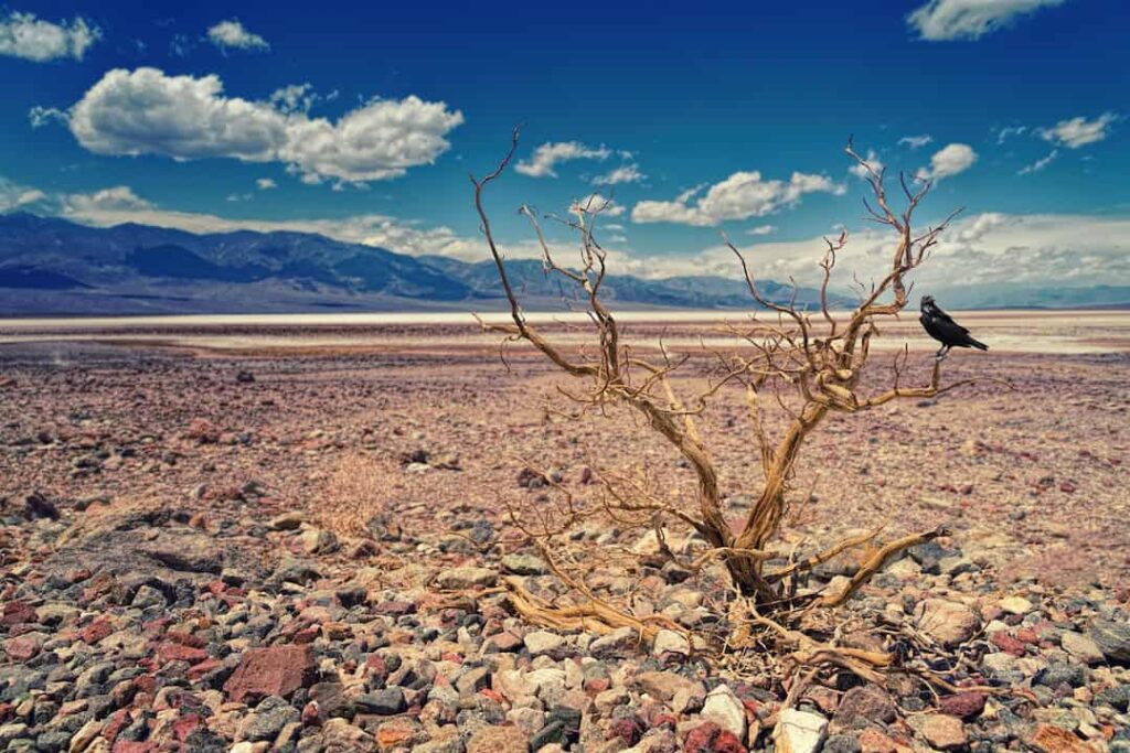 cracked earth