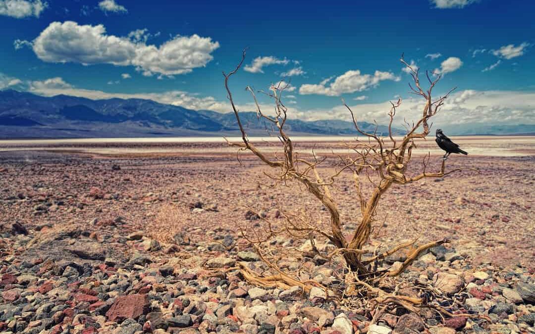 The Drought