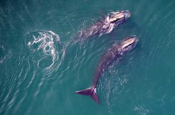 Drive with Purpose: Support Right Whale Conservation