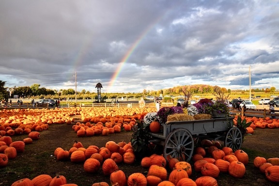 Rainbow over pumpkin patch