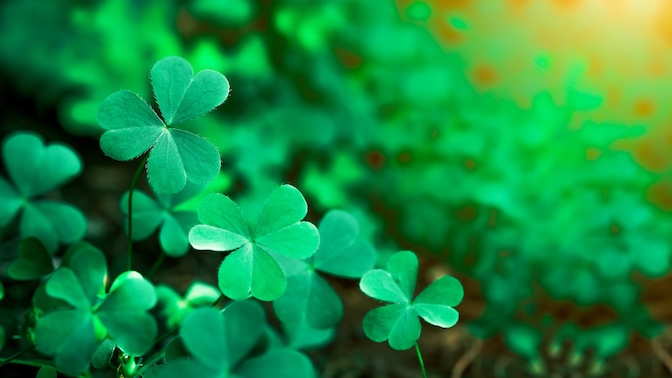 Irish Shamrock