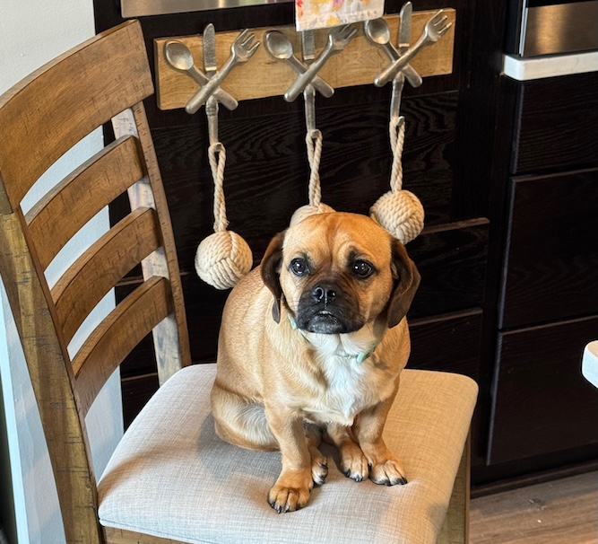 Pickle, pet of the week