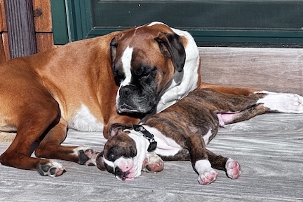 Chewy looking after his little brother, Kobe