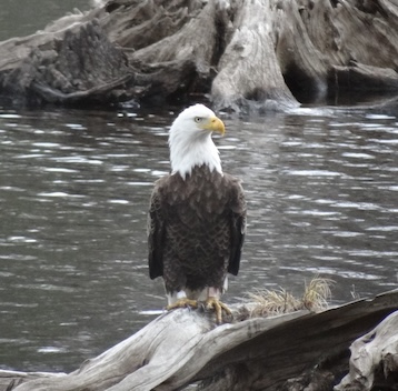 Lake Maspenock Annual Clean-Up